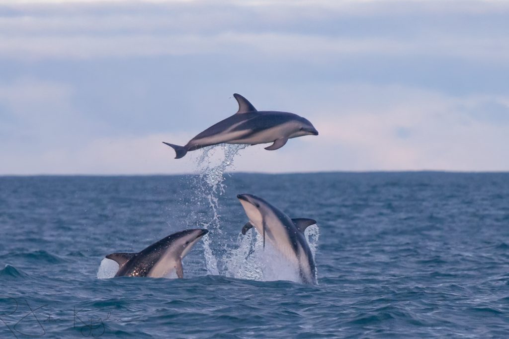 This is an image taken in real time of dusky dolphins at Kaikoura NZ